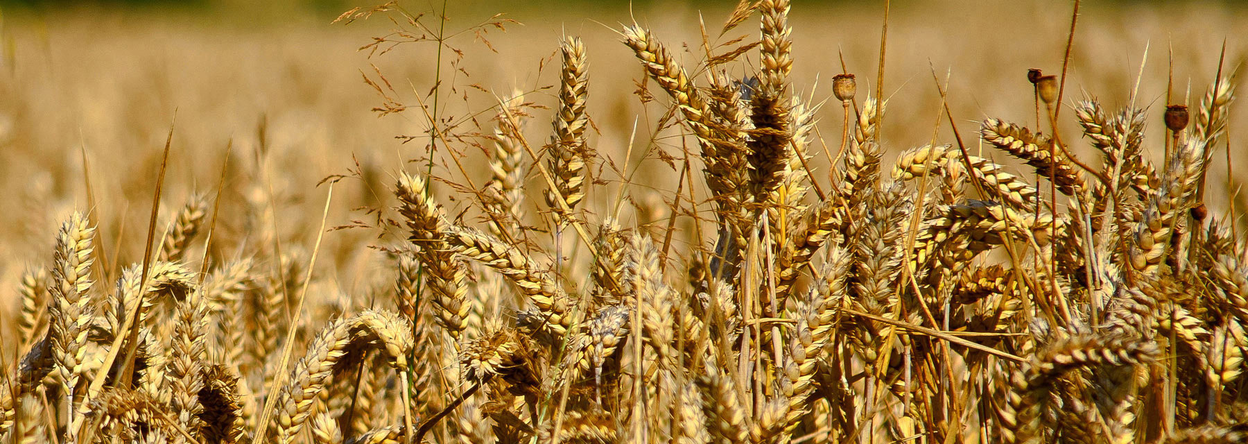 Agribusiness & Food